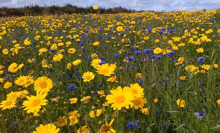 The Bug Farm annual wildflowers
